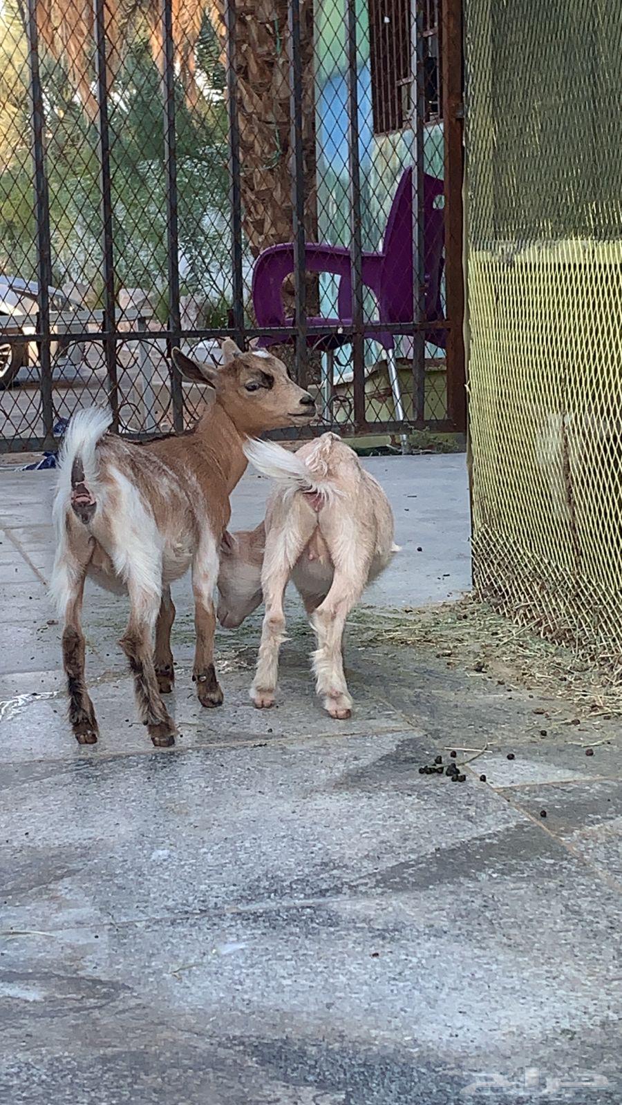 Two Small Unique Dwarf Goats64579664205443113
