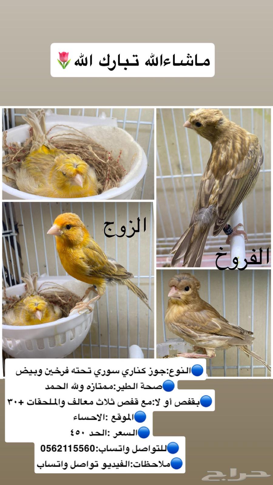 كناري (تم البيع تم البيع)64576312070659110