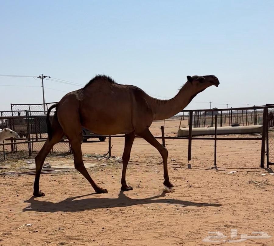 بكره صفرا لقحه64575808566657111