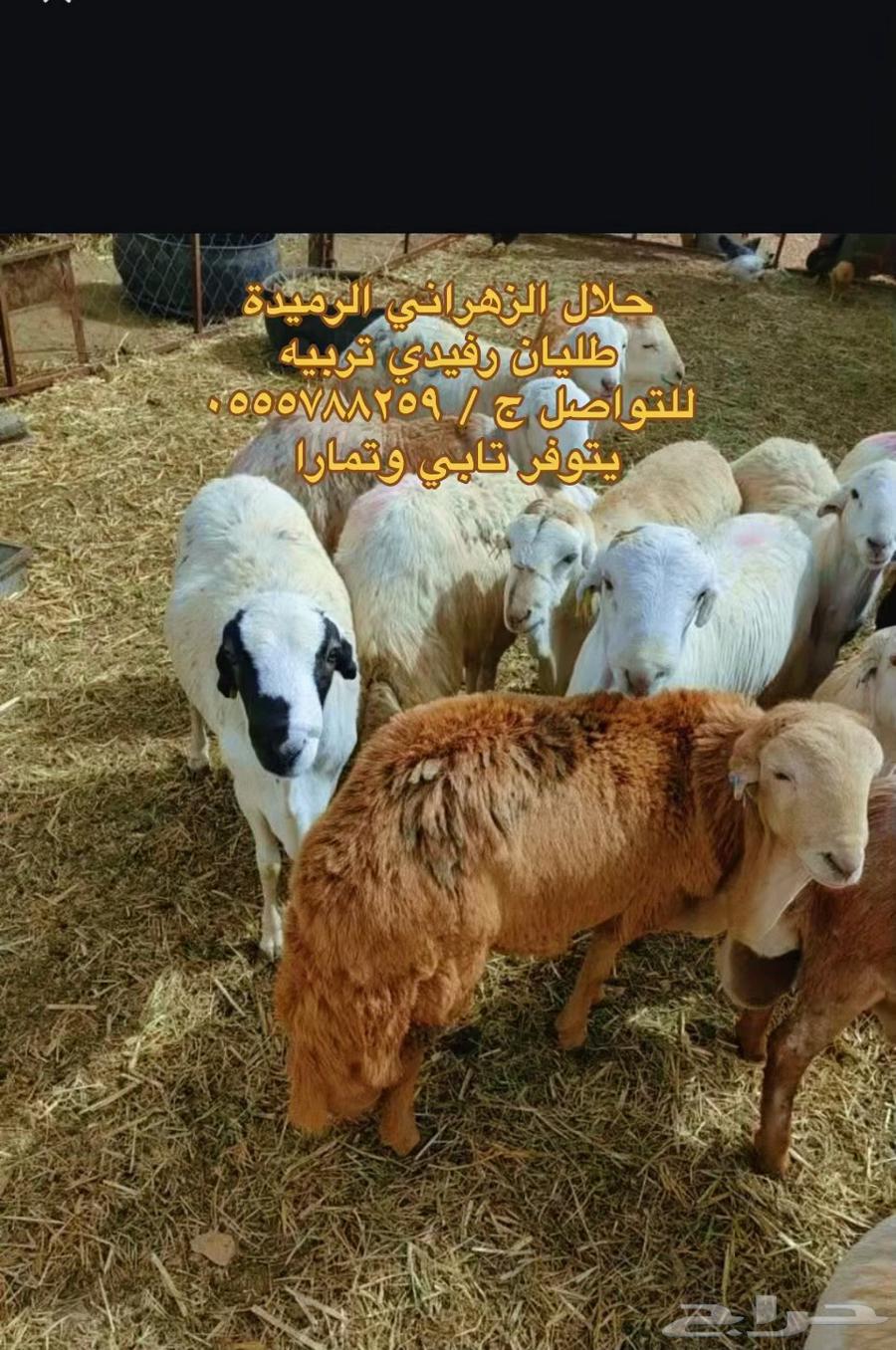 طليان رفيدي عرض اليوم الوطني64576562123394114