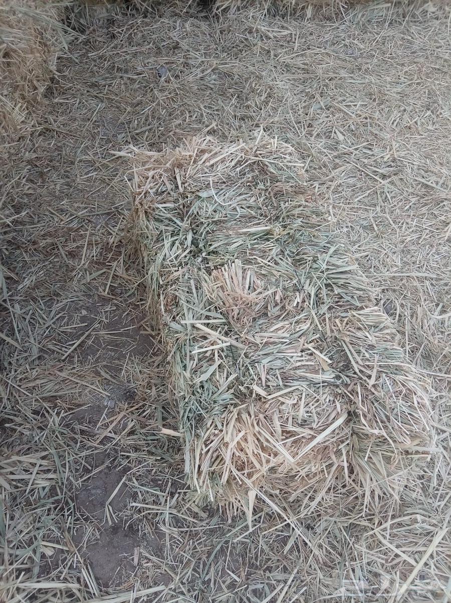 بونيكام للبيع64574285951747110