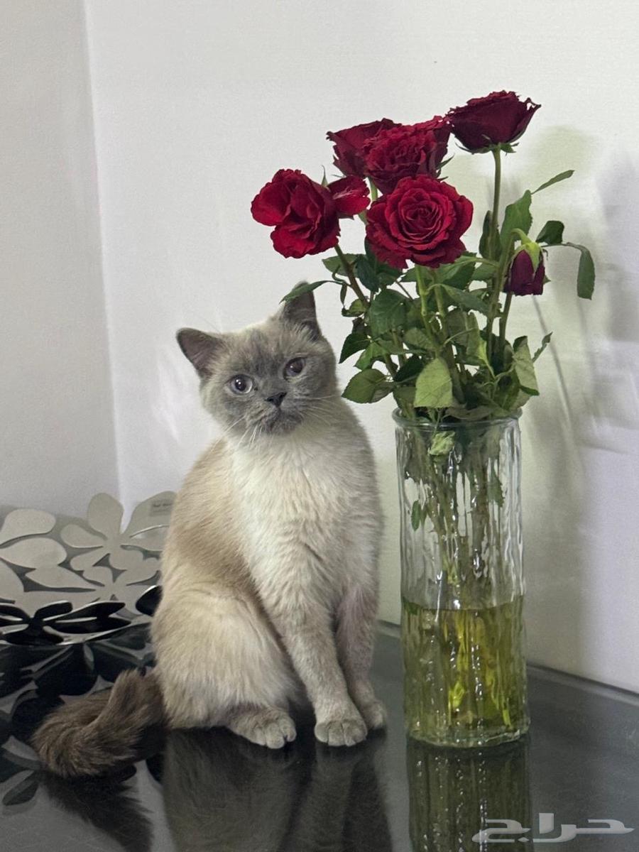 قطط للبيع64575780998915114