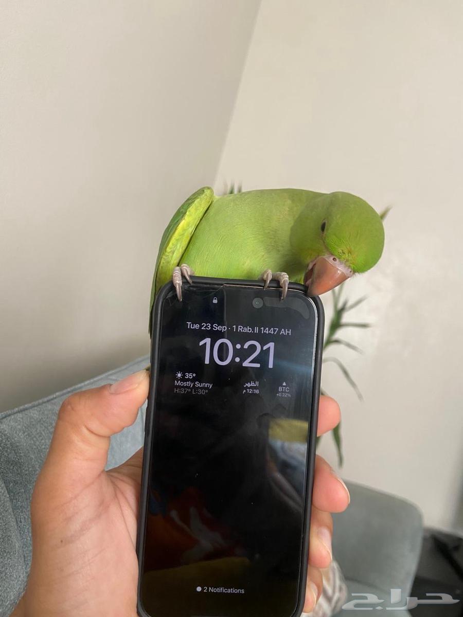 دره ثلاث شهور ونص64572691798147113