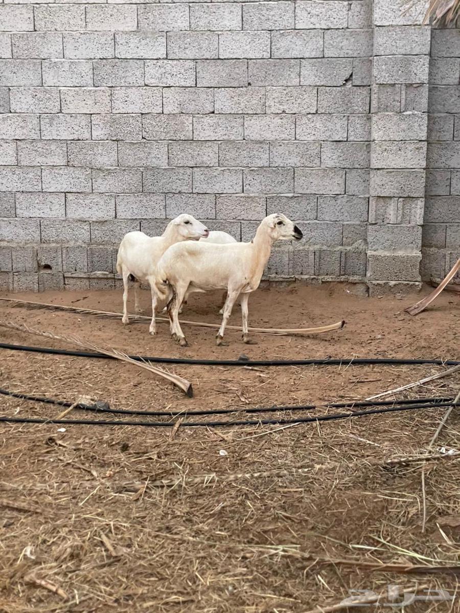 ضان قرايب للبيع64574635553410110