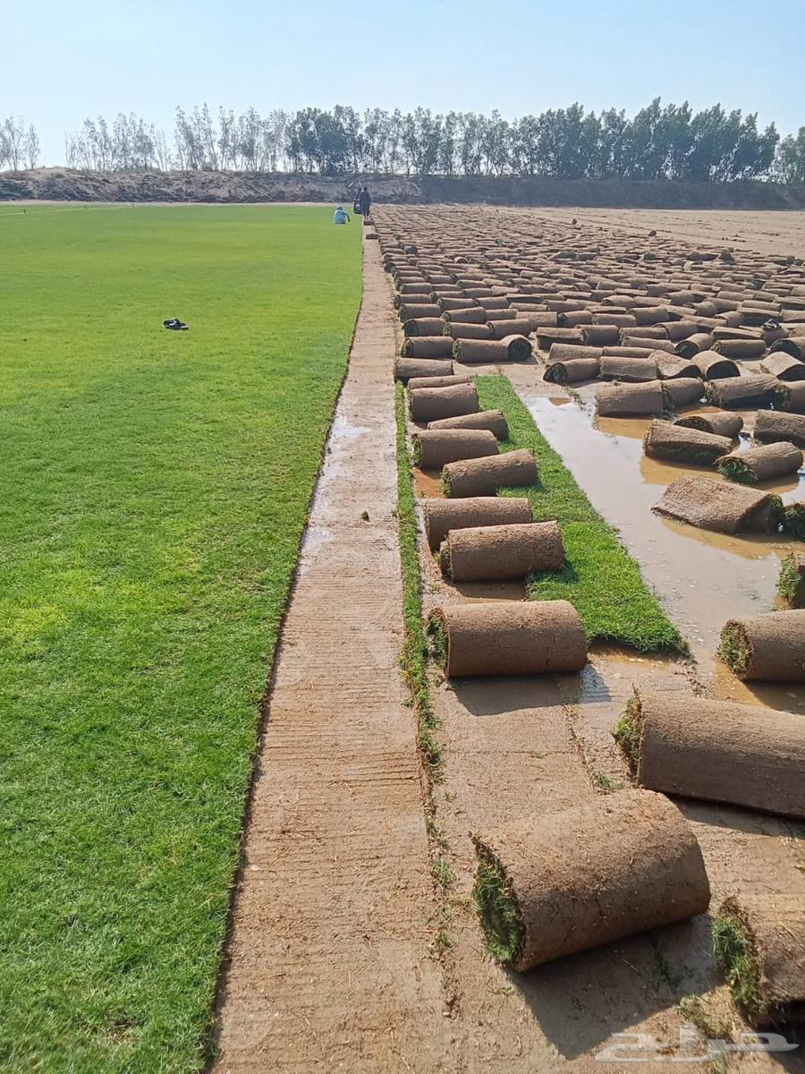 للتوصيل نجيله خضراء64574214618369110