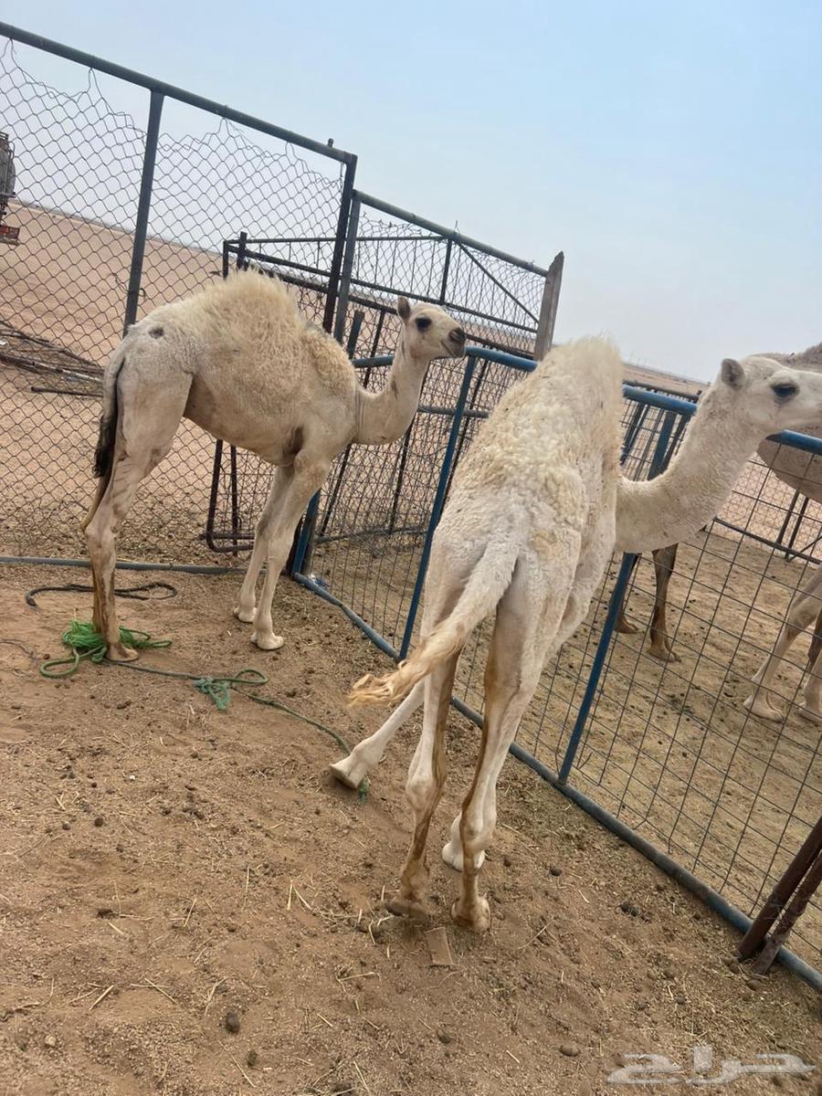 للبيع حشو طيبه64574509389058110