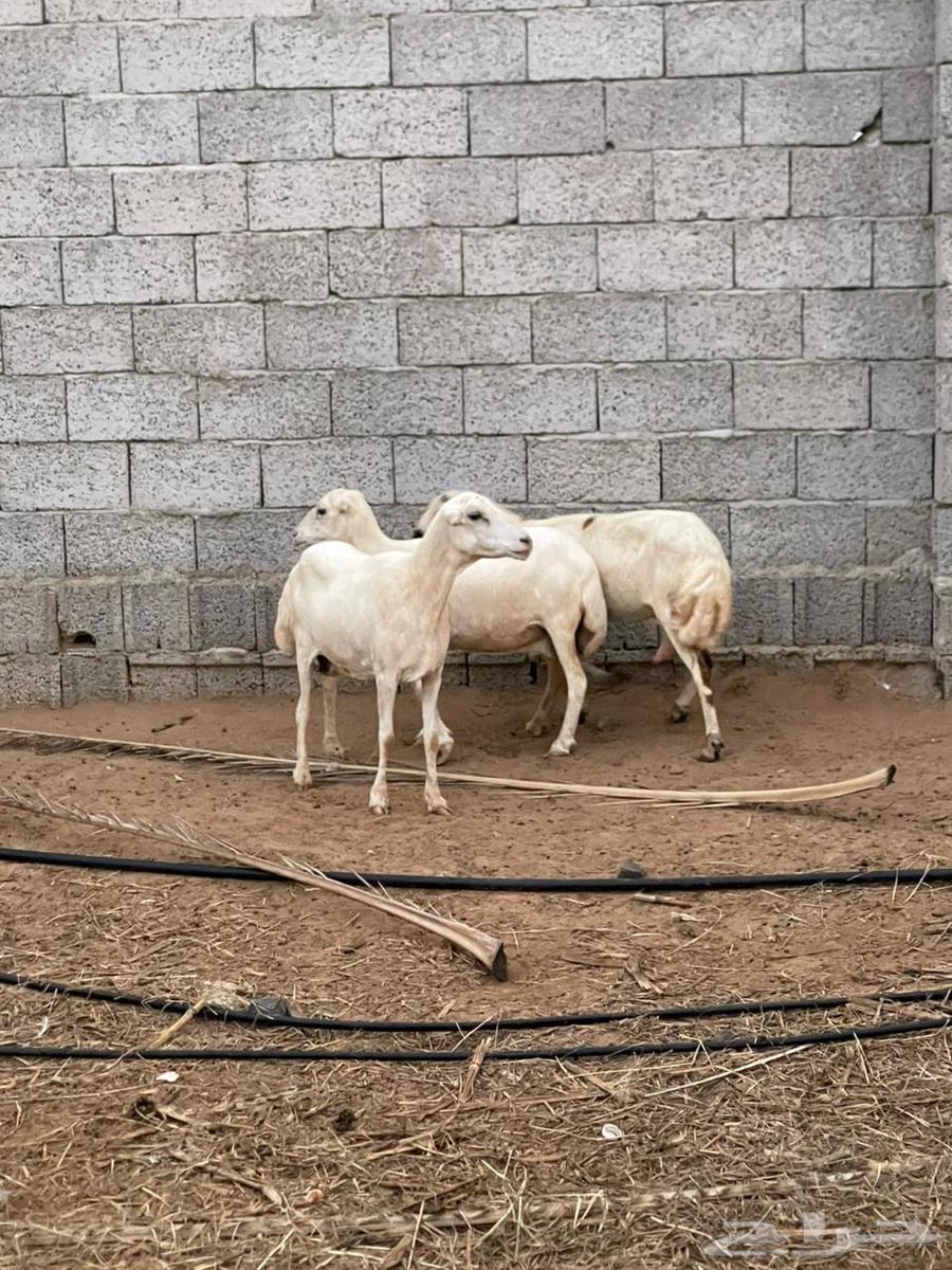 ضان قرايب للبيع64574635553410111