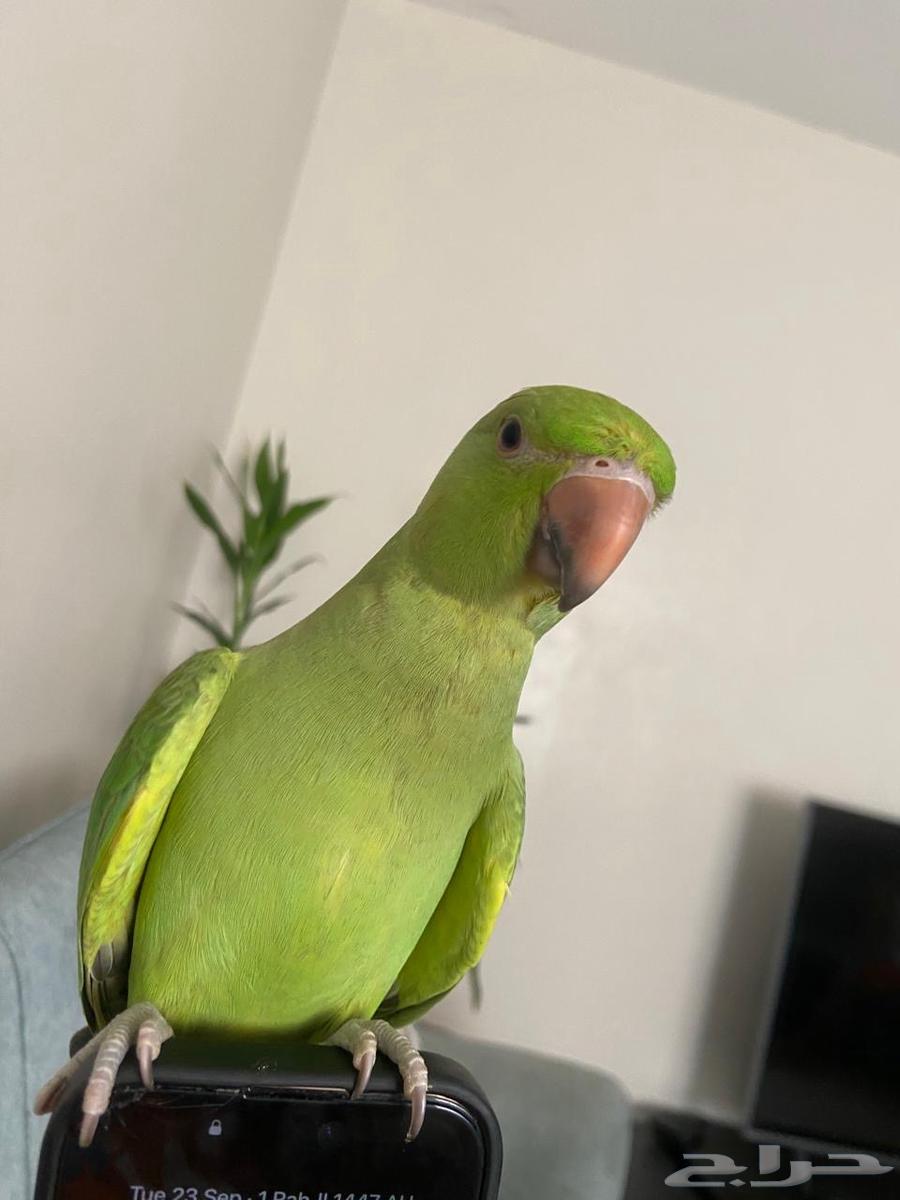 دره ثلاث شهور ونص64572691798147110