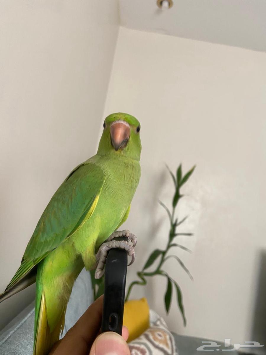 دره ثلاث شهور ونص64572691798147111