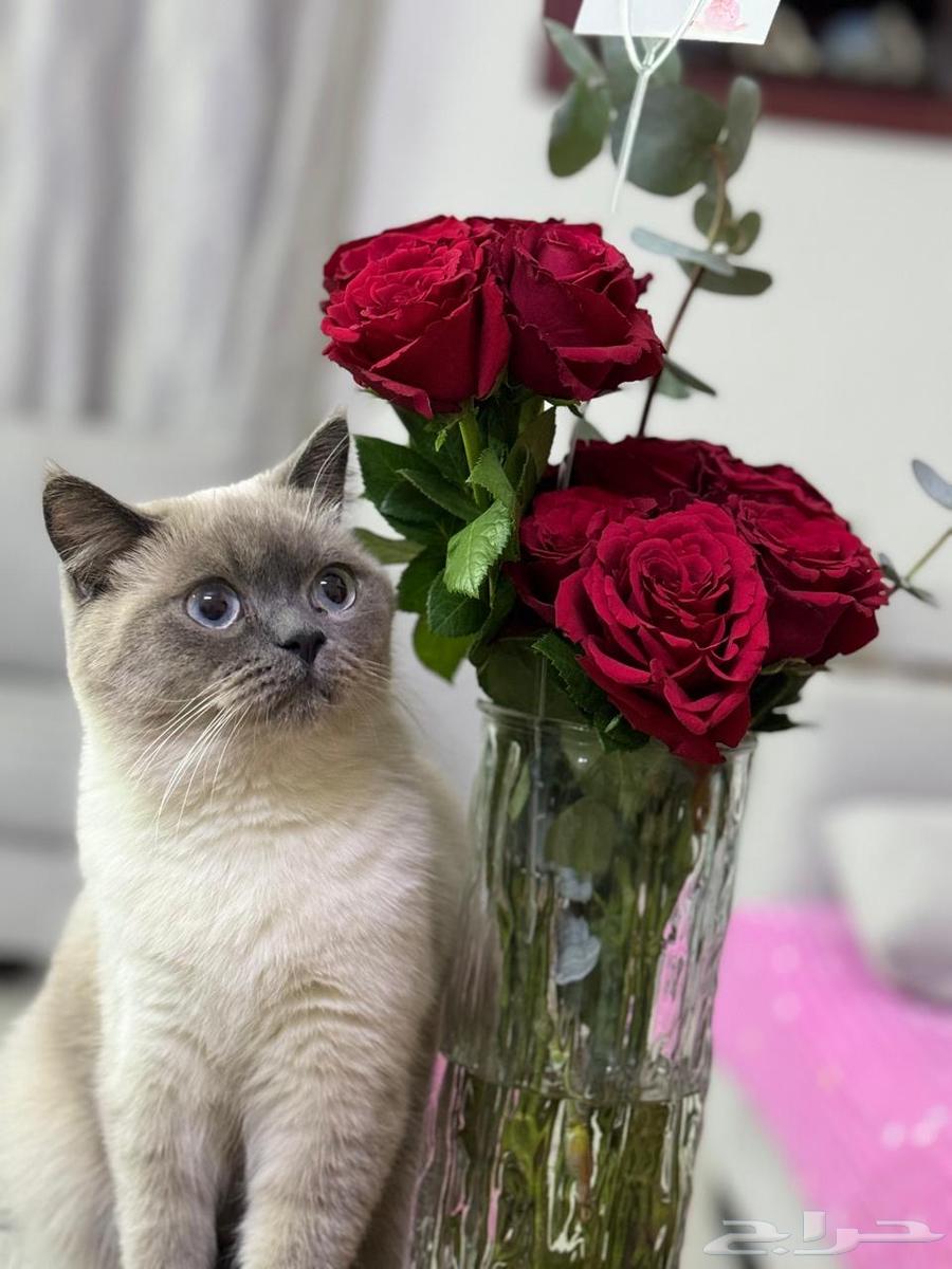 قطط للبيع64575780998915113