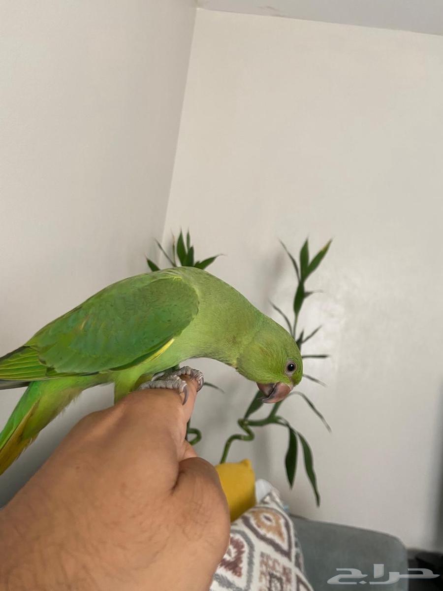 دره ثلاث شهور ونص64572691798147112