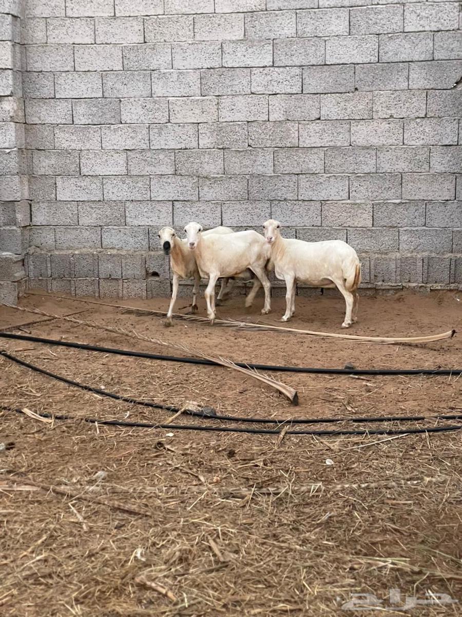 ضان قرايب للبيع64574635553410112