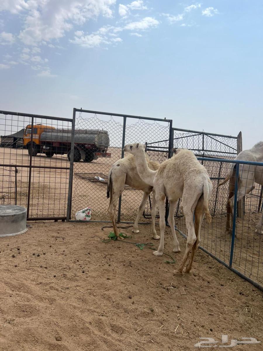 للبيع حشو طيبه64574509389058111