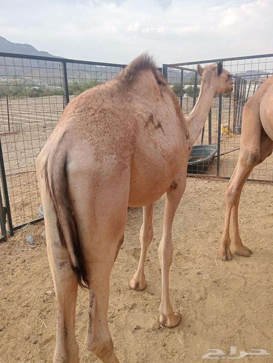 تيوس وقعدان صوماليه للبيع تربيه64572116611586111