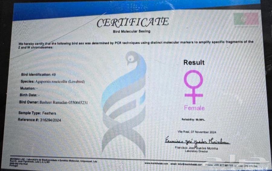 للبيع نفيه روز البينو64571838860929113