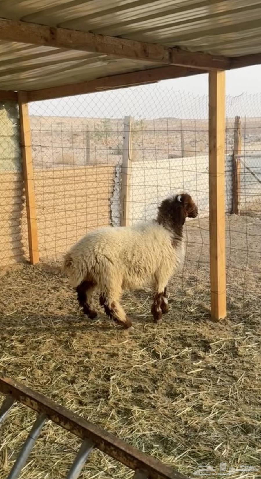 خروف نعيمي64573432526081110