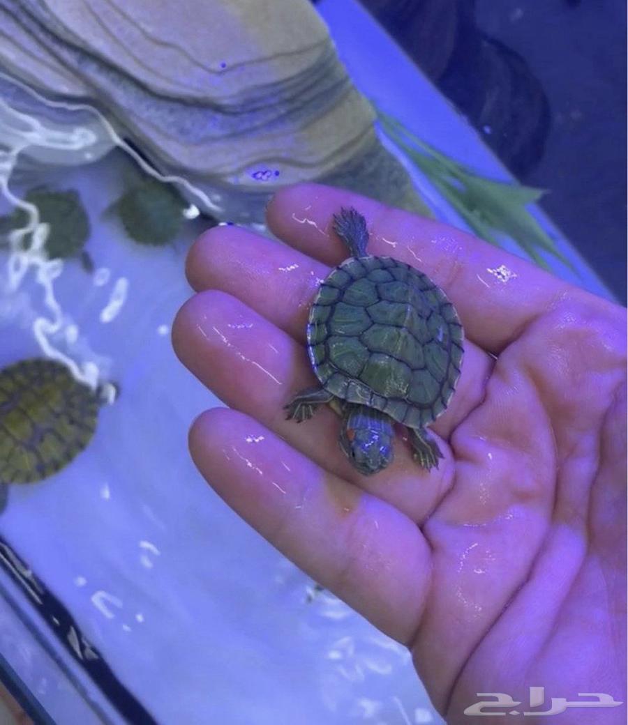 سلاحف الاذن الحمراء عرض خاص لي اليوم الوطني 20 ريال الكميه64584574793985110