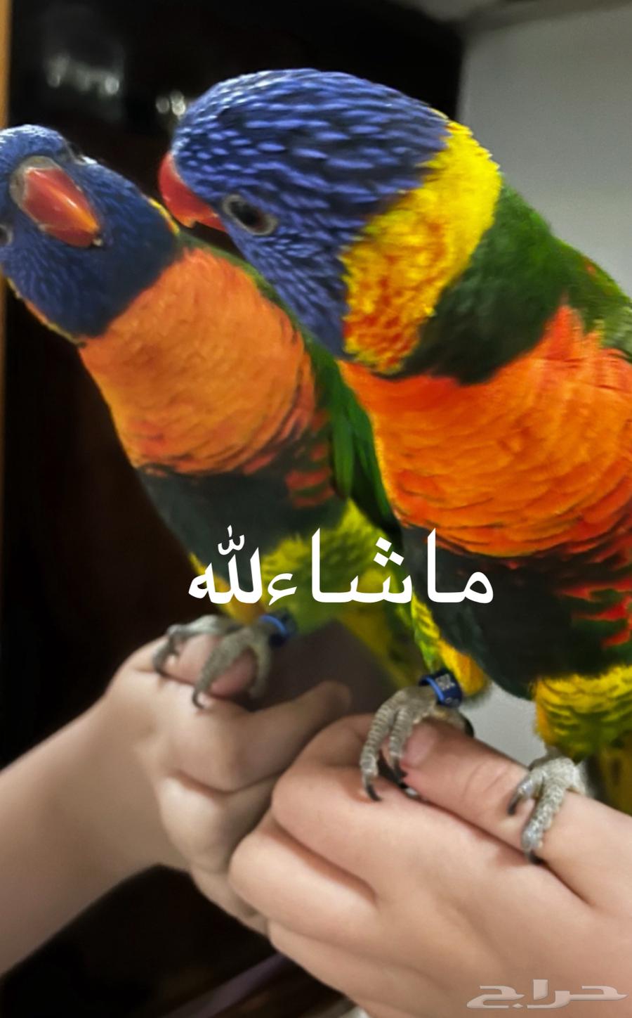 ببغاء لوري64586514395137111