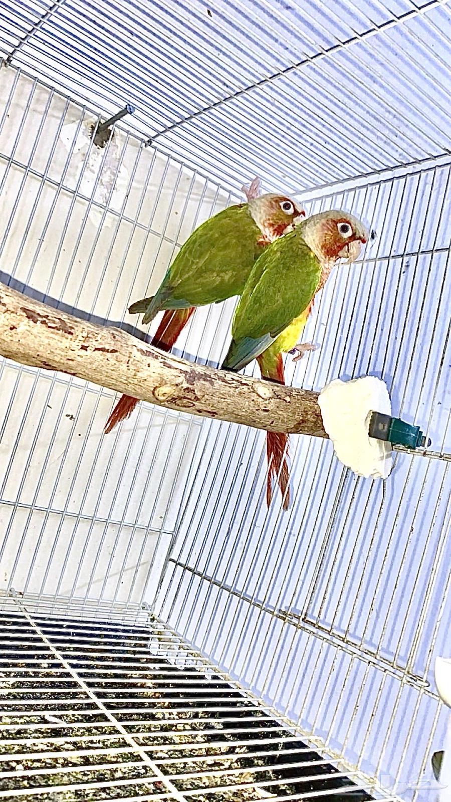 جوز كنيور منتج64583401009794110