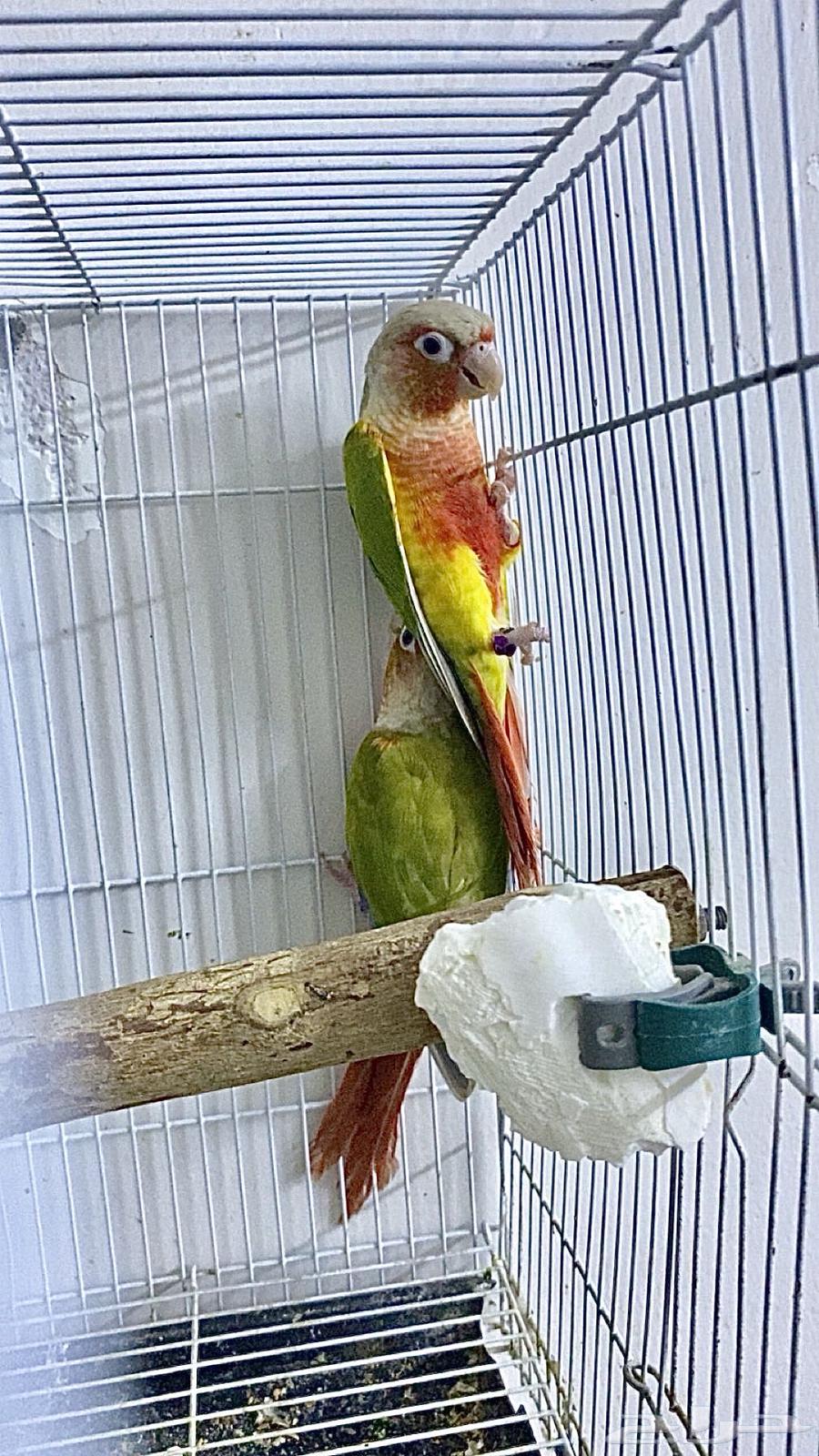 جوز كنيور منتج64583401009794111