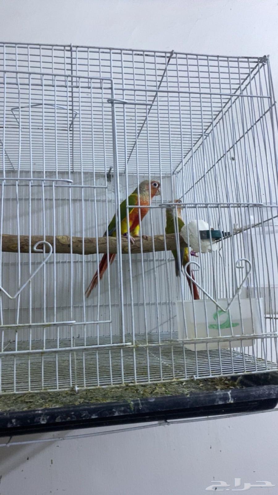 جوز كنيور منتج64583401009794112