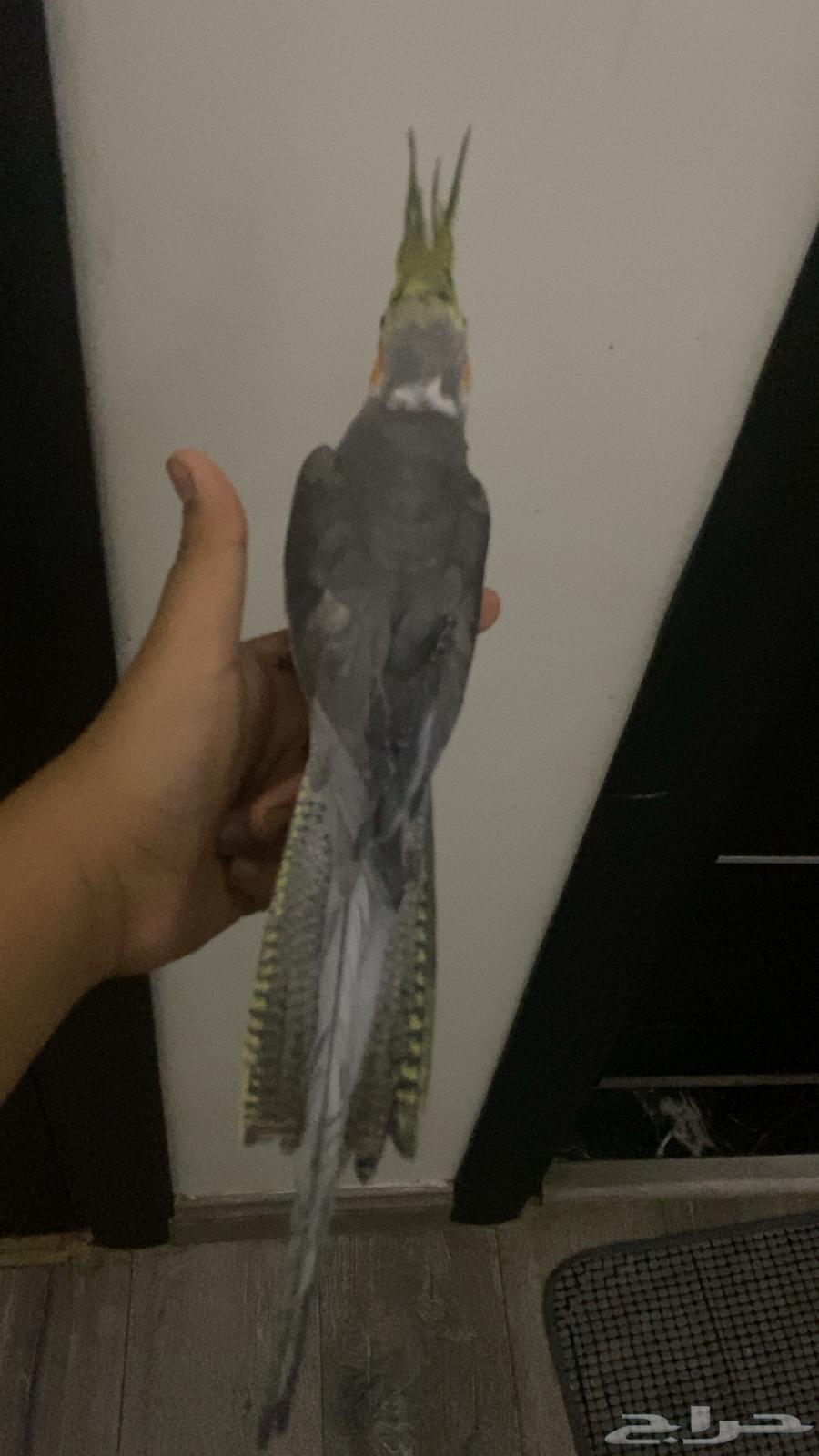 طير كروان غير اليف64582581176577112