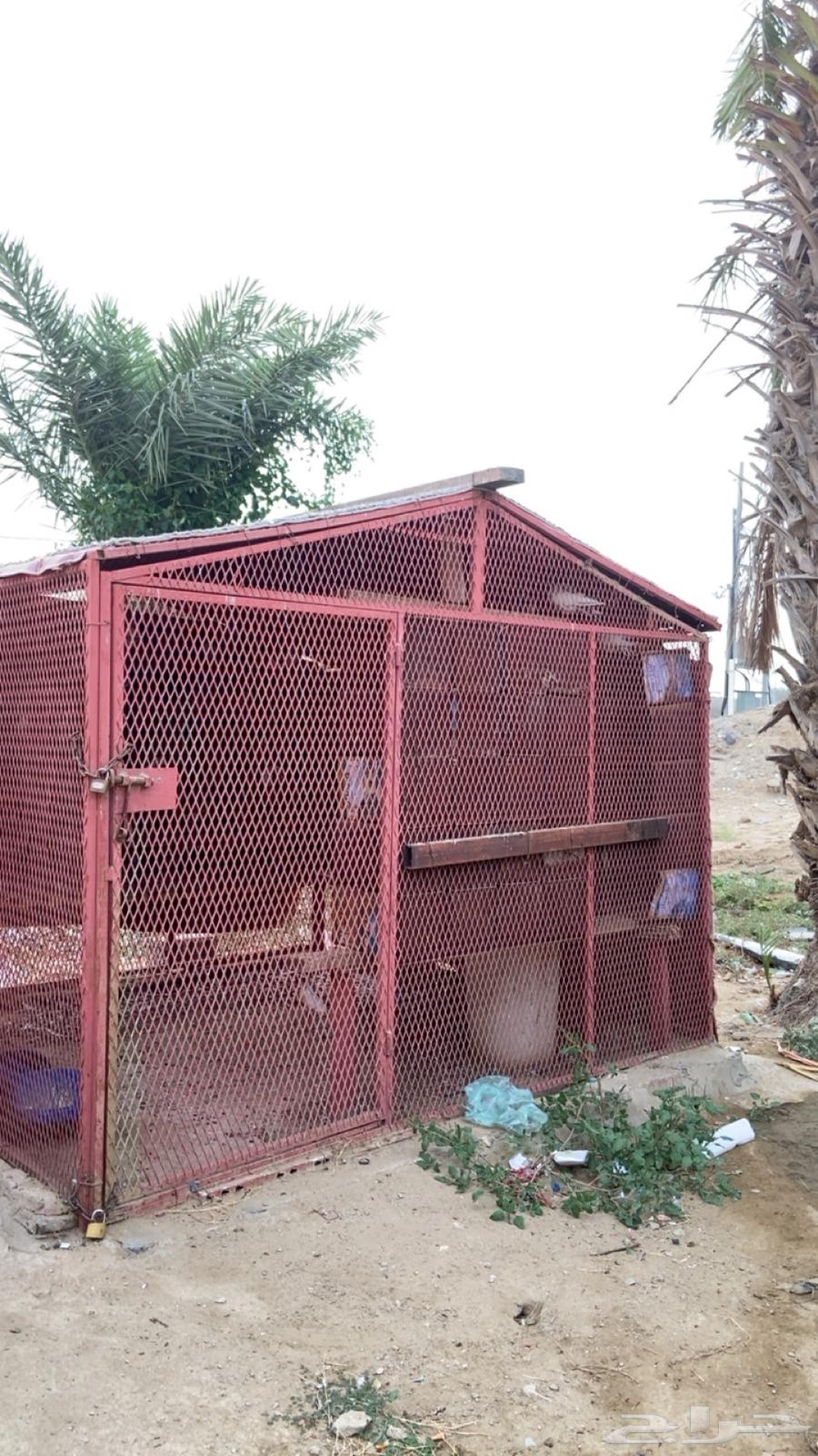 شبك حديد للبيع64584813660675110