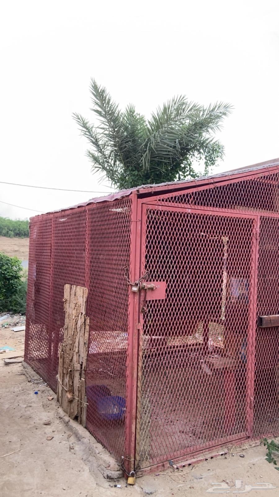 شبك حديد للبيع64584813660675111