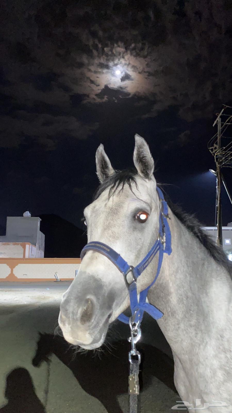 حصان مصري شعبي64587640117378114