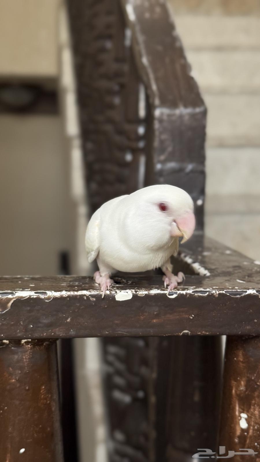 روز البينو64455386720899112