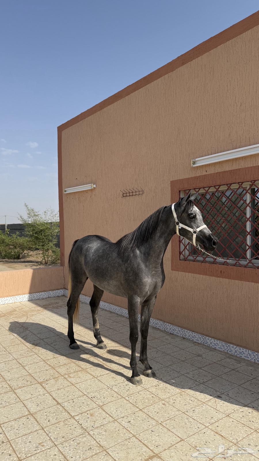 مهرة واهو مصرية بيور64582373201025112