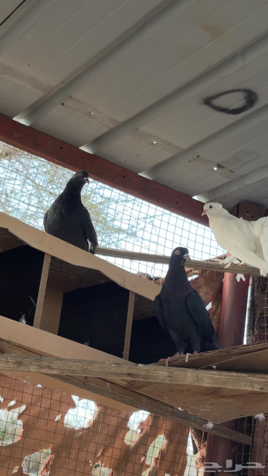 حمام مشكل رقاص قطيفي باكستاني64580717390465114