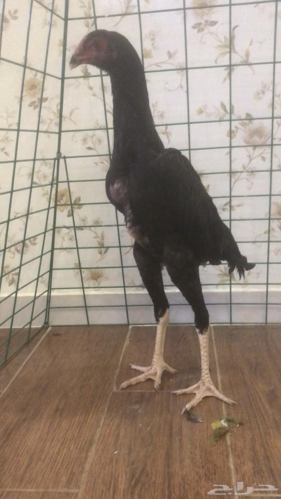 فرخ شامو الماني للبيع64588061549954111