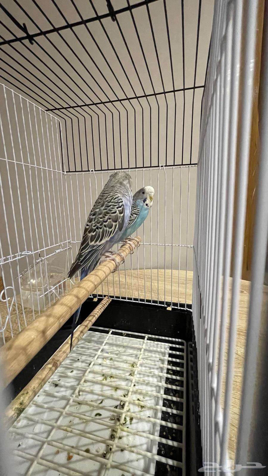 عصافير الحب64584701611009111