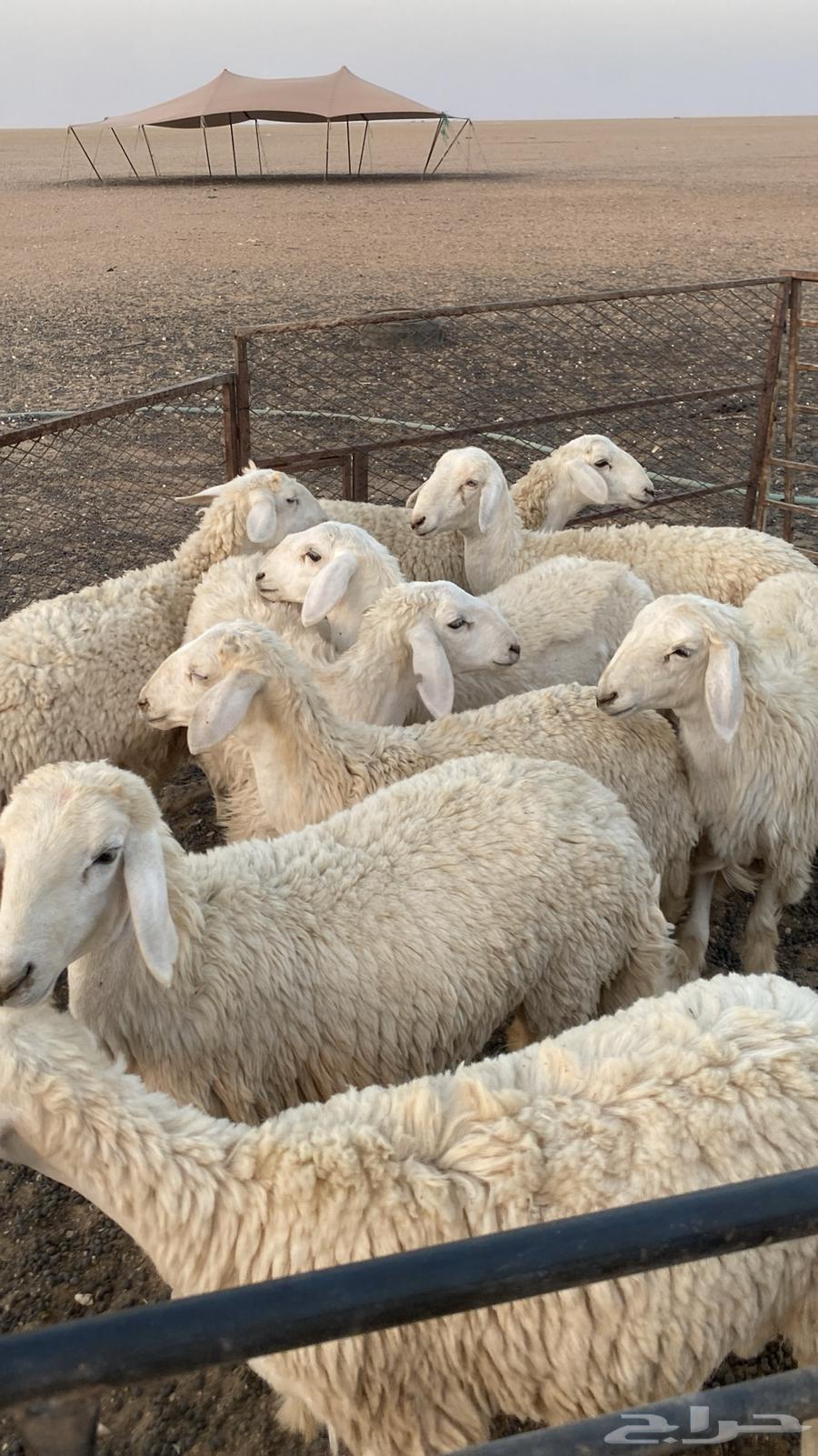 رخال طيبه64585881326723113