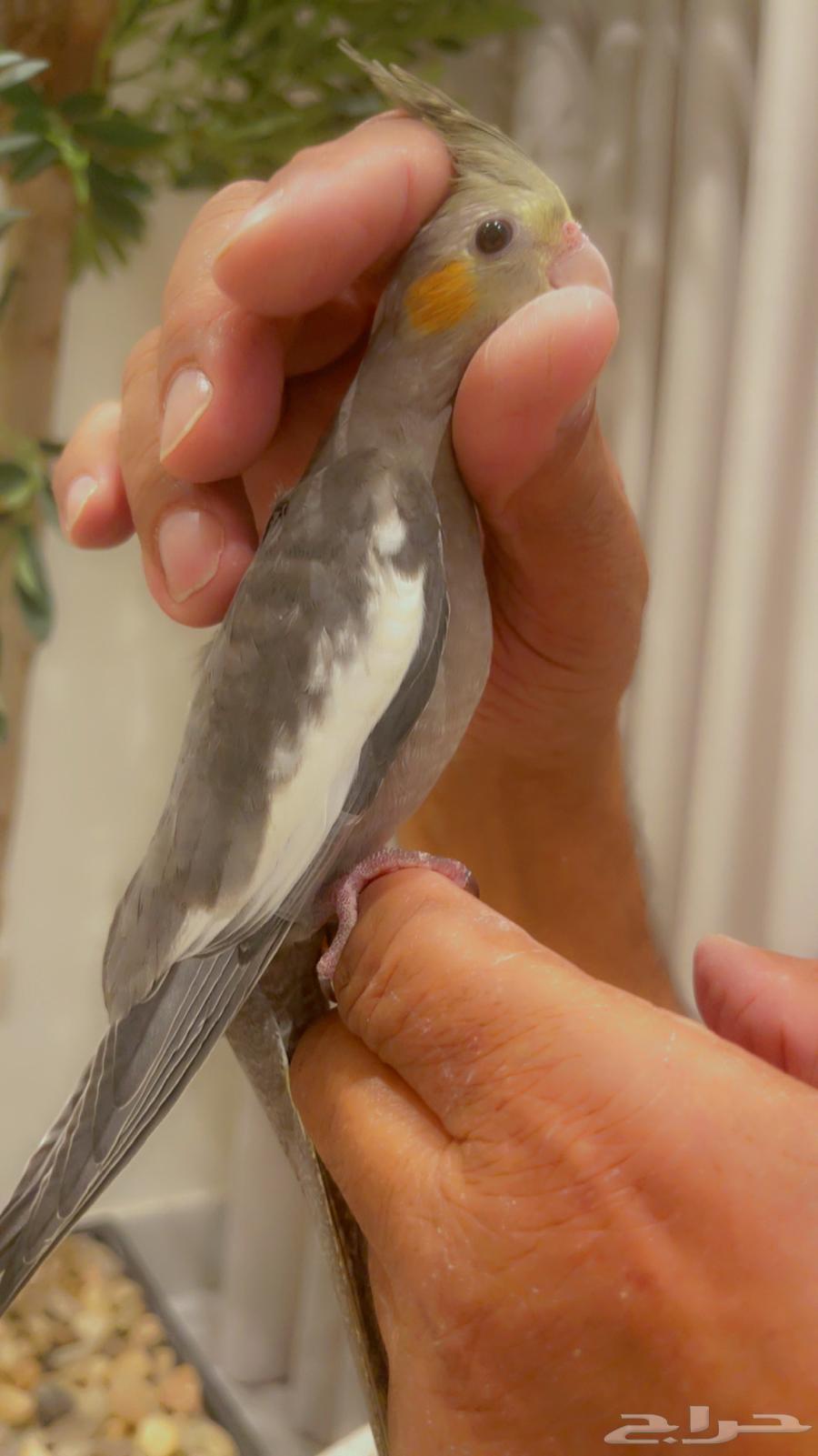 كروان وليف يناسب الصغار والكبار تم البيع64584588895234112