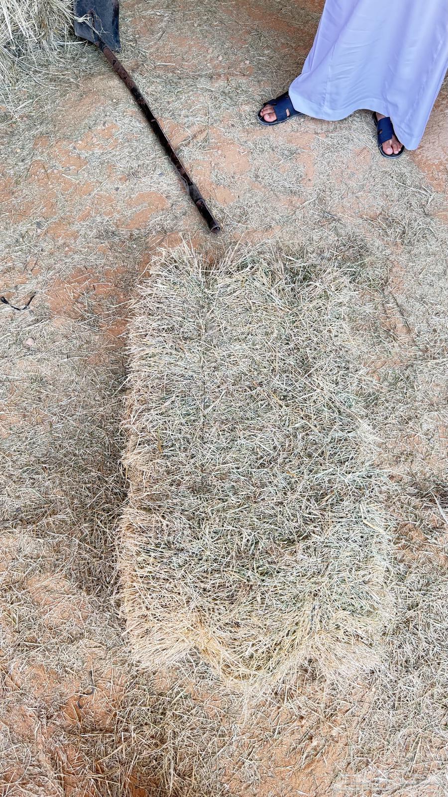 برسيم يابس64583725362433111