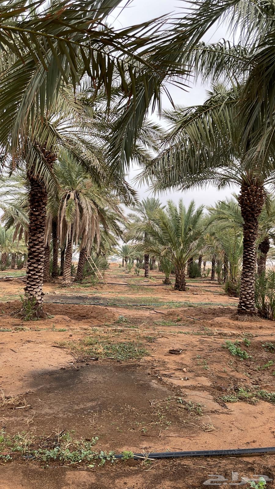 نخل طويل64583951023107110