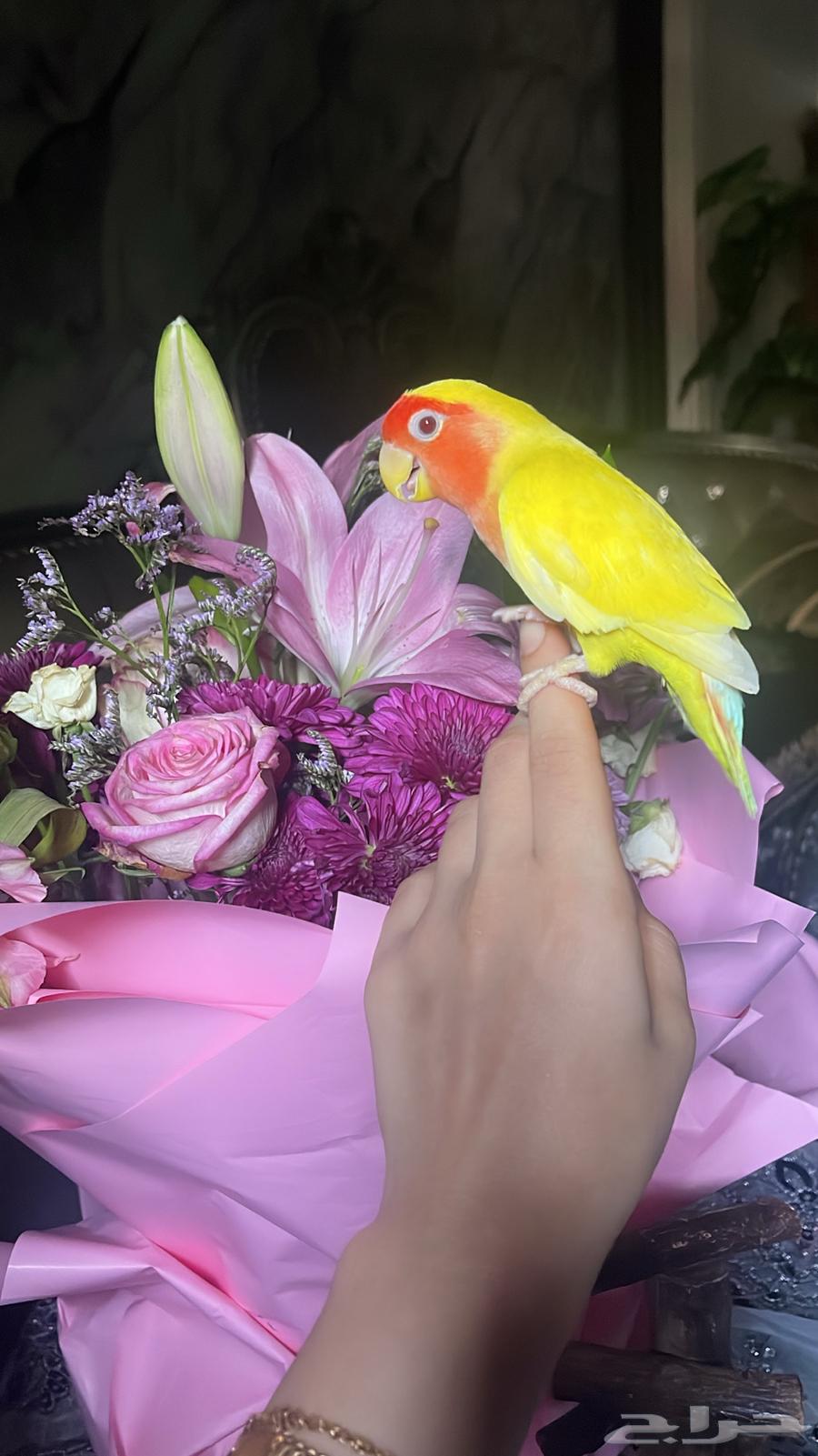 للبيع ببغاء الروز64581196786561114