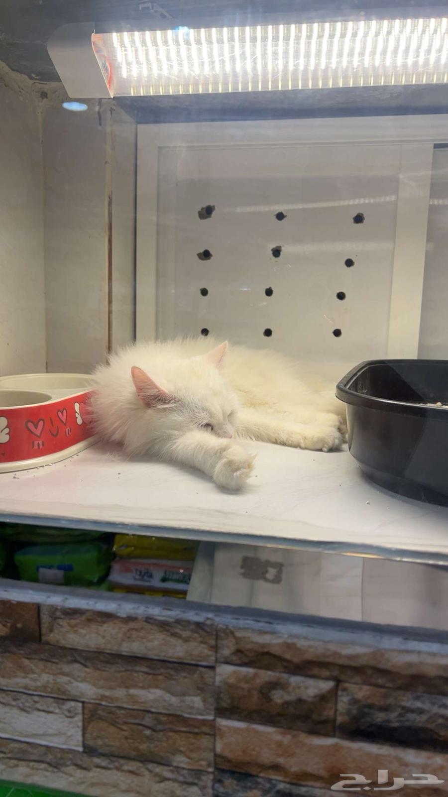 بسه عدد2 نظيفة جدا  للتبني بكامل أغراضها64587503468803111