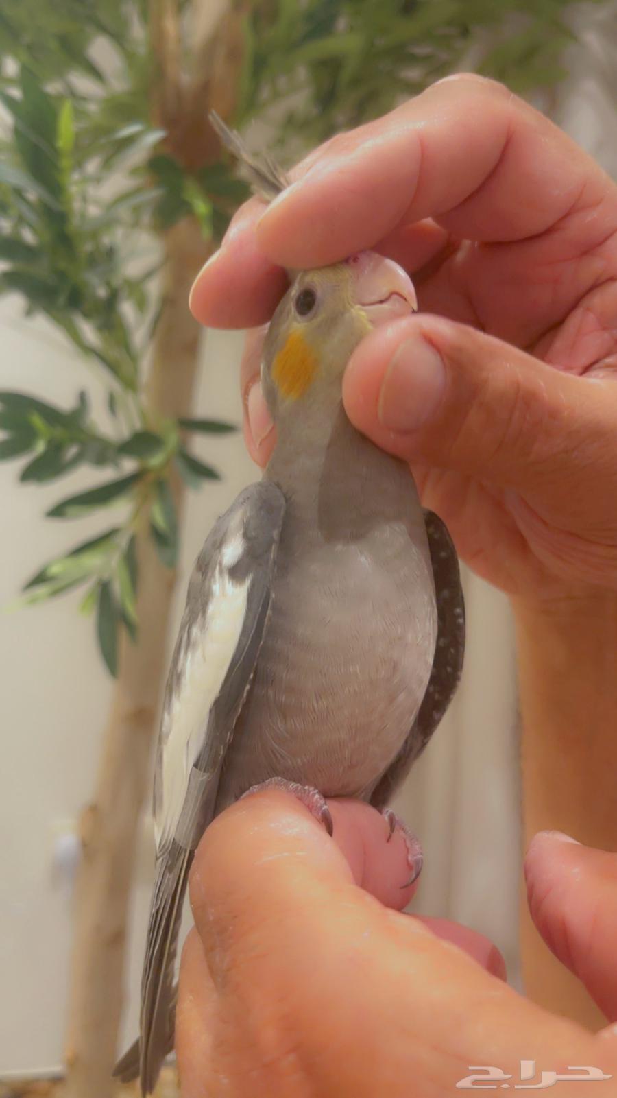 كروان وليف يناسب الصغار والكبار تم البيع64584588895234111