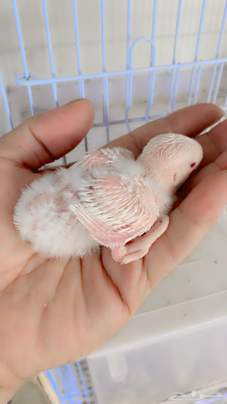 Farakh Roz64561291645825111