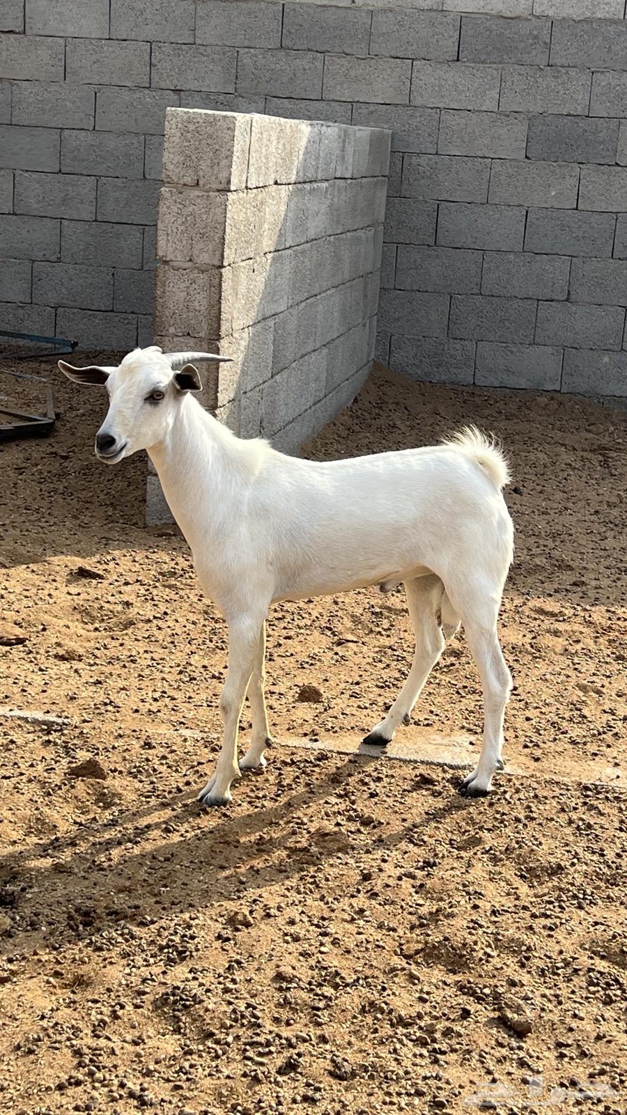 تيس بيشي جذع (تم البيع)64579855744514113