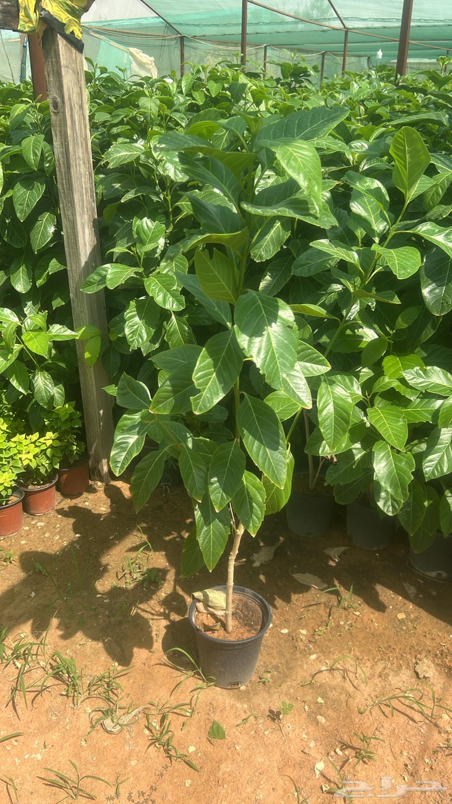 اشجار مميزة وأسعار جملة وقطاعي64583823569795114