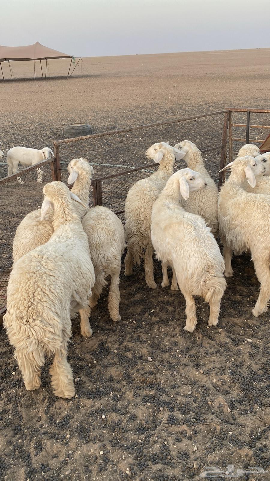 رخال طيبه64585881326723112