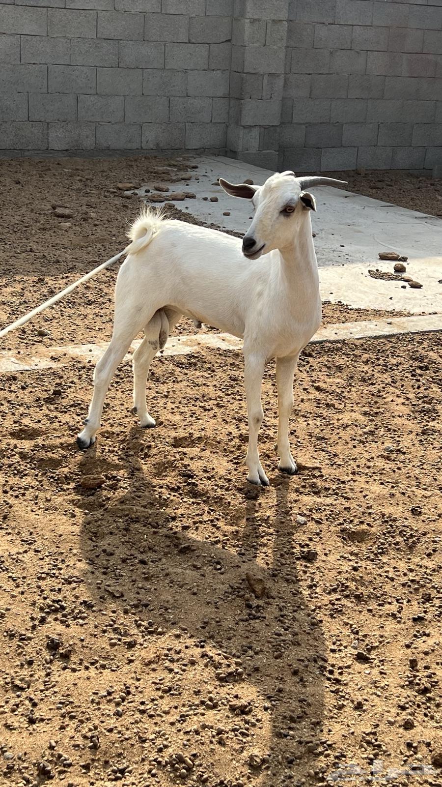 تيس بيشي جذع (تم البيع)64579855744514111