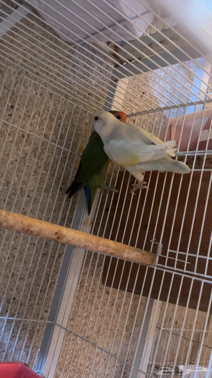 للبيع جوز روز منتجين الي توقف عليه سومه نصيبه64583060582273111