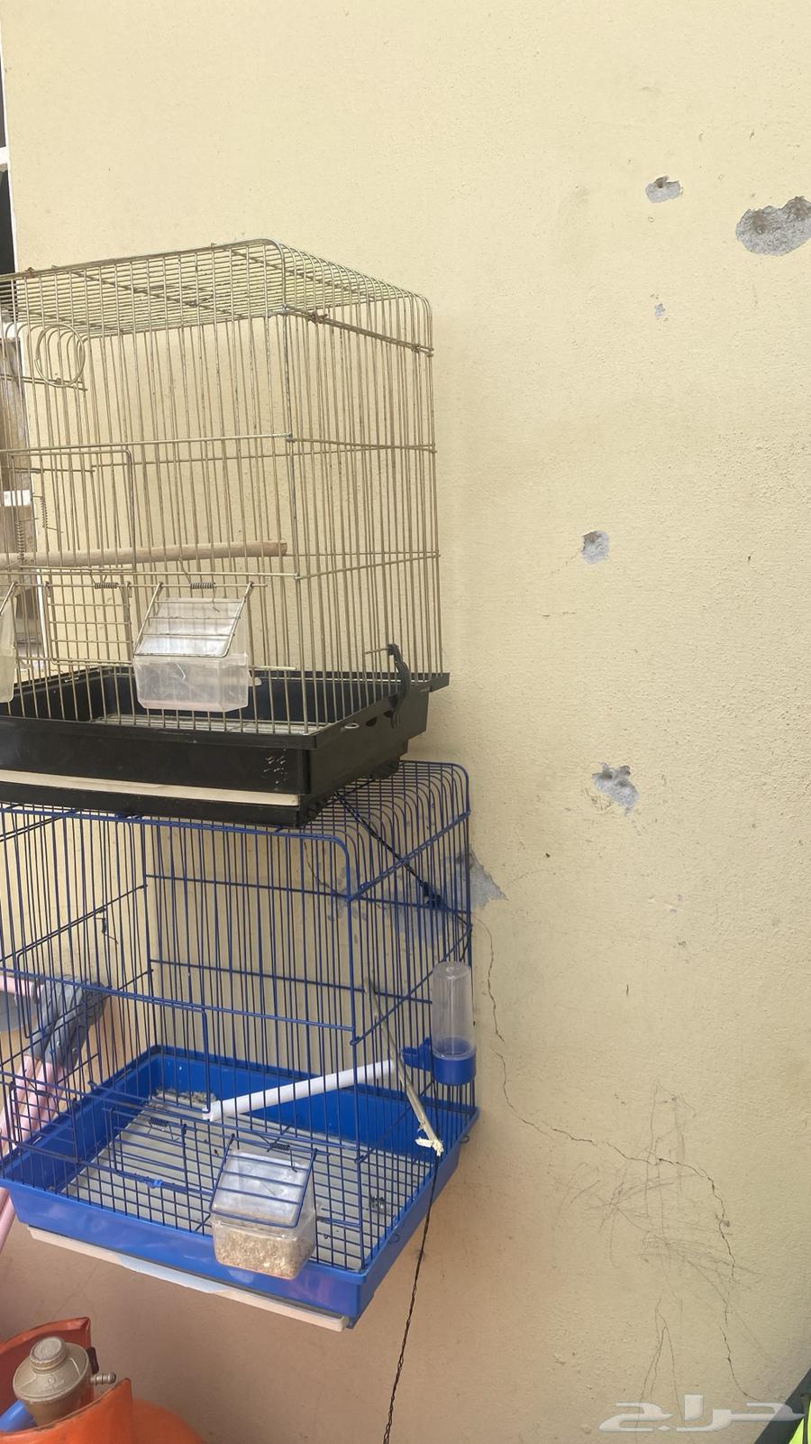 اقفاص للبيع64581856072323111