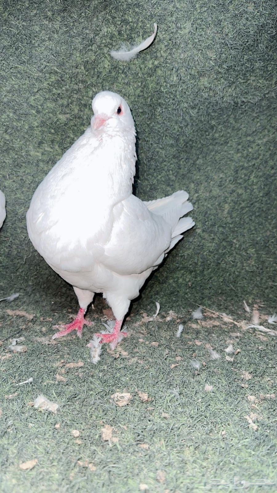 ذكر كنق مودينا تب64588074075779110