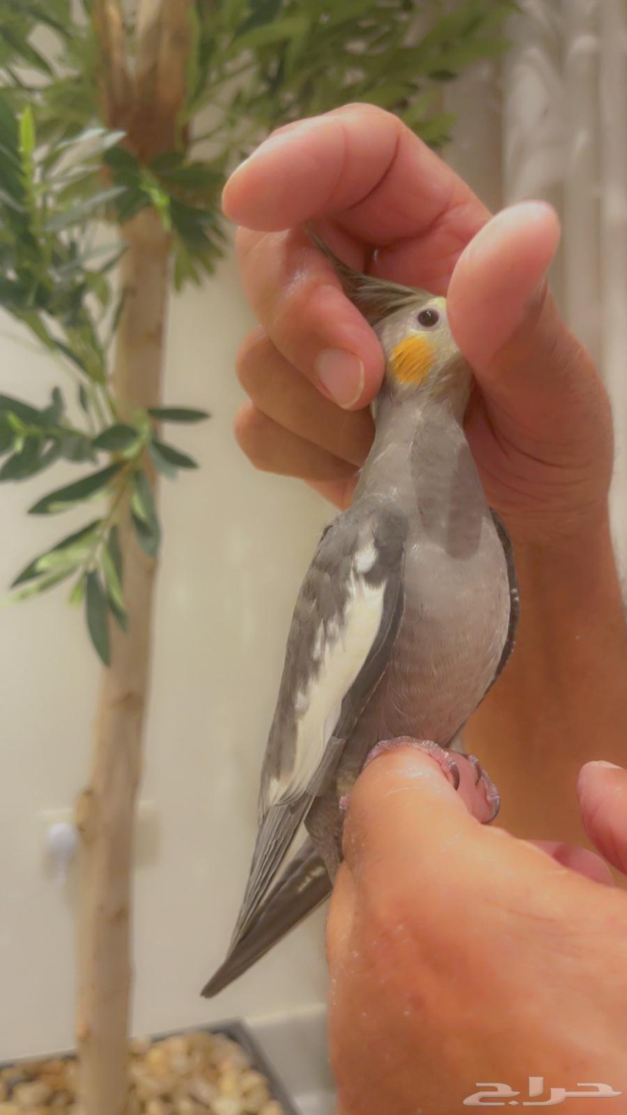 كروان وليف يناسب الصغار والكبار تم البيع64584588895234113